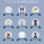 Best_big_dog_breeds_for_apartments