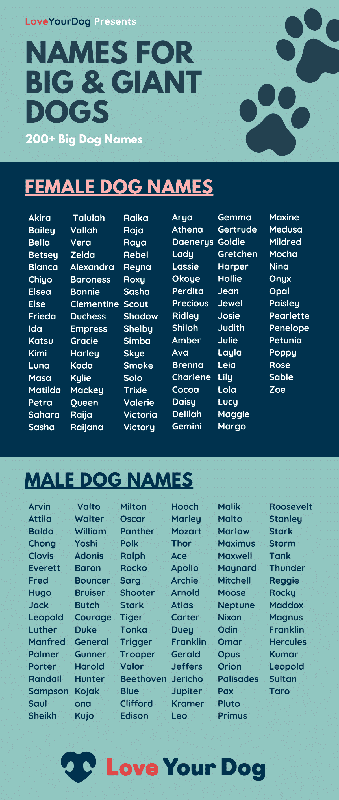 Big Boy Dog Names