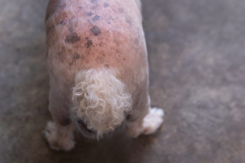 Black Rash on Dog_s Groin_ Understanding Causes and Treatment