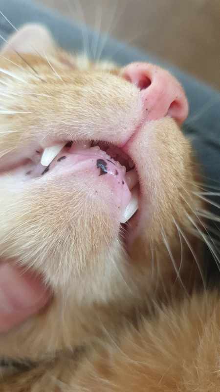 Black Spot in Cat Mouth