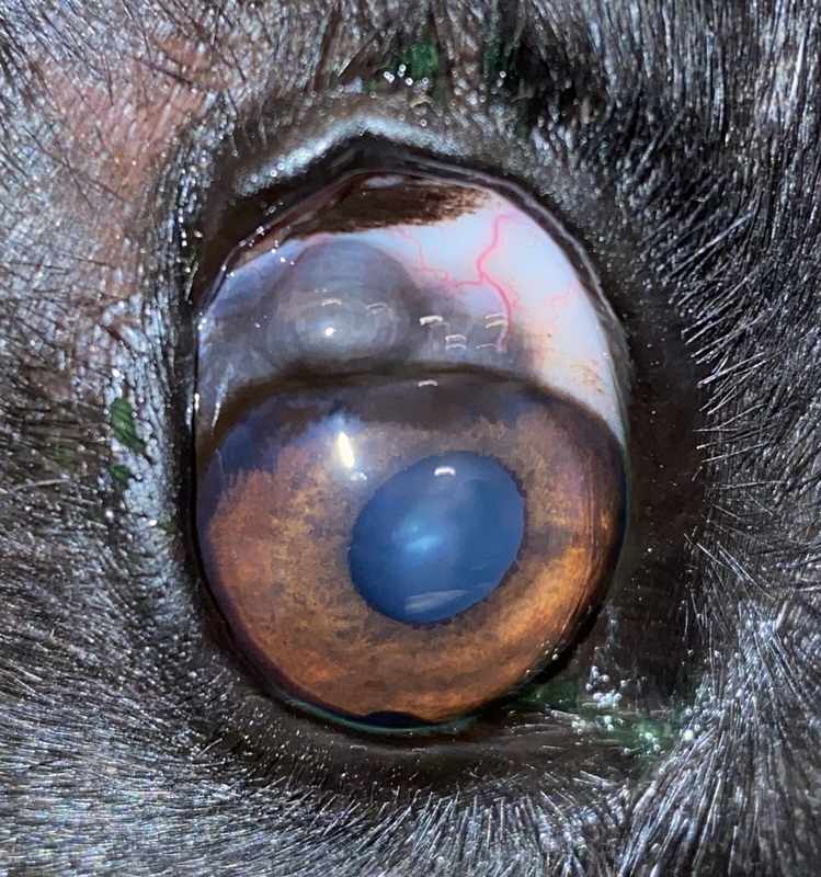 Black Spot on Dog_s Eye Sclera