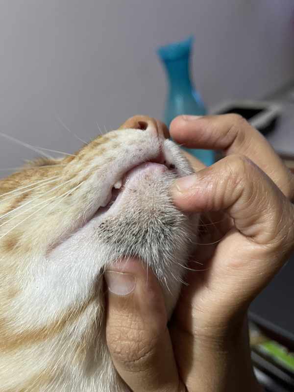 Black Spots On Cat_s Chin