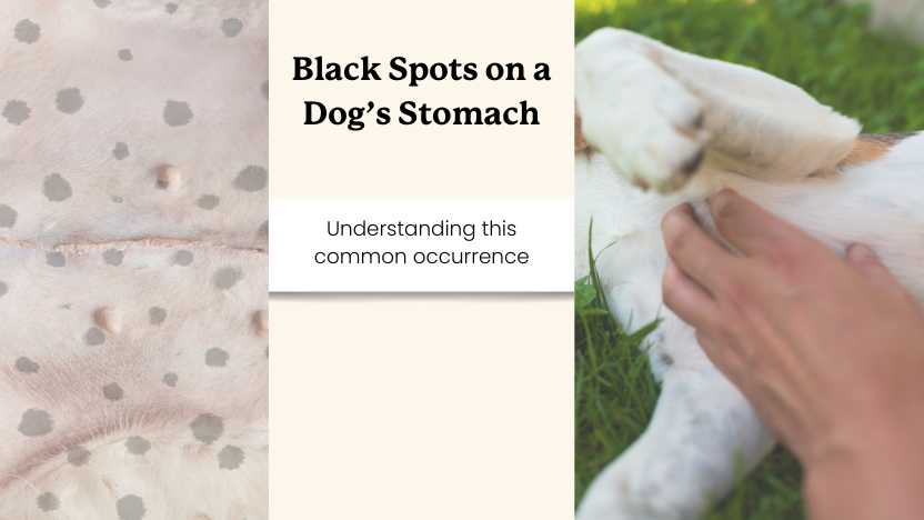 Black Spots on Dogs Belly Skin