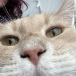Black_crust_on_cat_nose