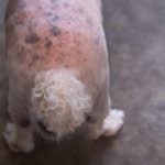 Black_rash_on_dog_s_groin_understanding_causes_and_treatment