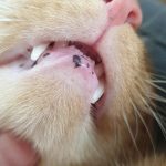 Black_spot_in_cat_mouth