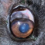 Black_spot_on_dog_s_eye_sclera