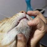 Black_spots_on_cat_s_chin