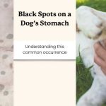 Black_spots_on_dogs_belly_skin