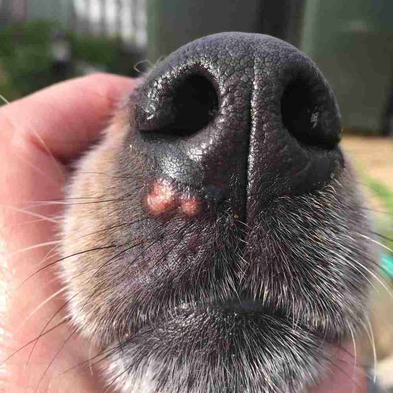 Blister On Dogs Face