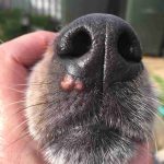 Blister_on_dogs_face