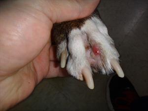 Blood Blister Between Dogs Toes