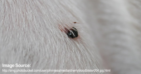 Blood Filled Bumps on Dog