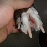 Blood_blister_between_dogs_toes