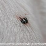 Blood_filled_bumps_on_dog