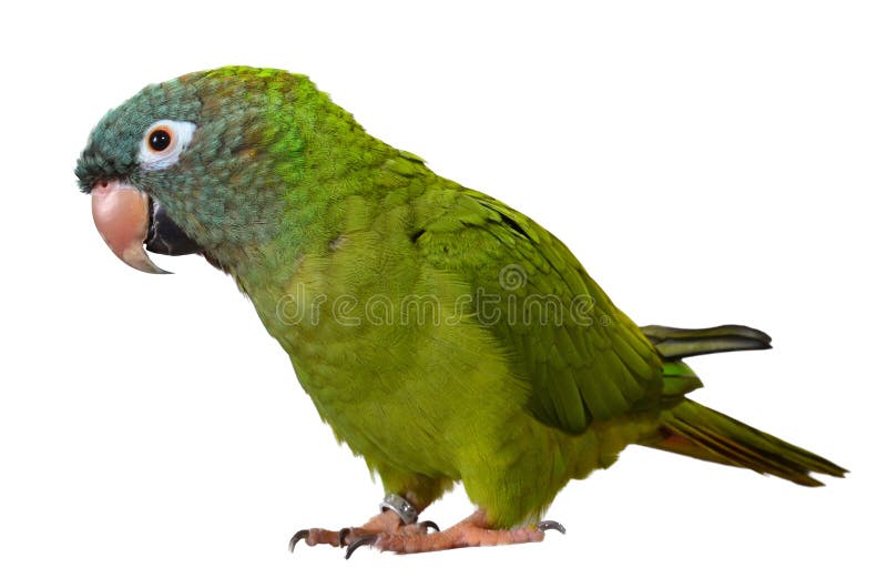 Blue Crown Conure For Sale Indiana - Affordable Price
