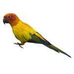 Blue_crown_conure_for_sale_indiana_-_affordable_price