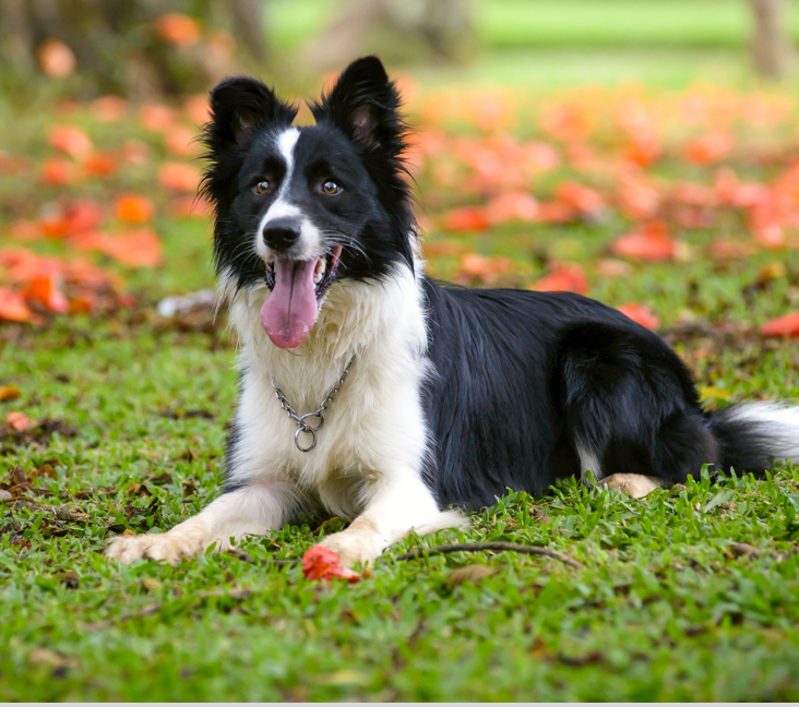 Border Collie Blue Heeler Mix Puppies for Sale in Wyoming