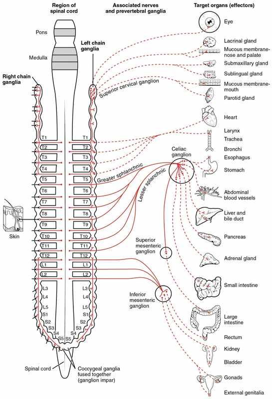 Both The Sympathetic And Parasympathetic Divisions Can Be Found In The Autonomic Nervous System