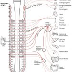 Both_the_sympathetic_and_parasympathetic_divisions_can_be_found_in_the_autonomic_nervous_system