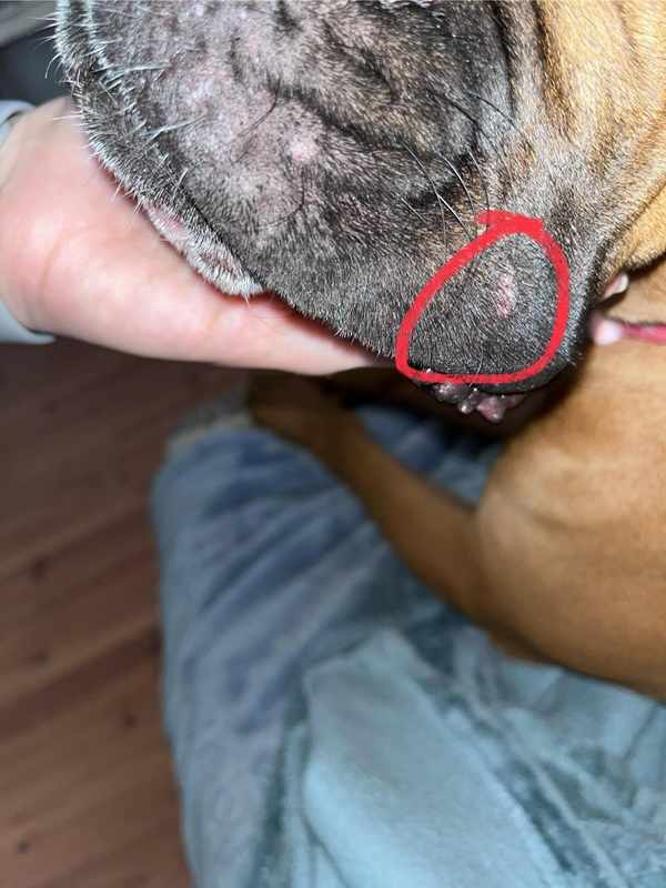 Boxer Dog Bump On Jowls