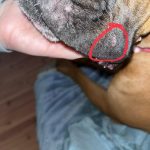 Boxer_dog_bump_on_jowls