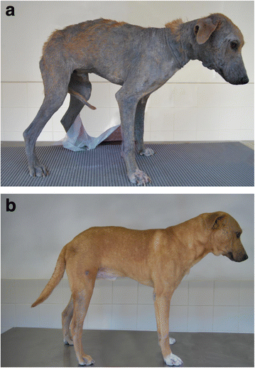 Bravecto for Demodectic Mange