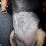 Bump_where_my_dog_got_spayed