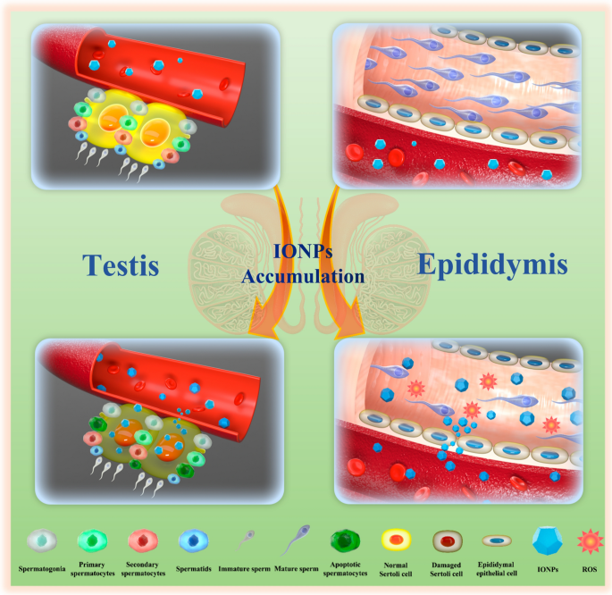 Bun And Creatinine Levels For MRI With Contrast