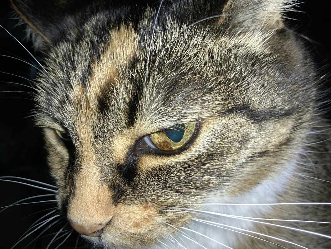 Burst Blood Vessel in Cat_s Eye