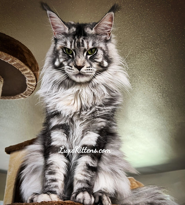 Buy Maine Coon Kitten Near Me