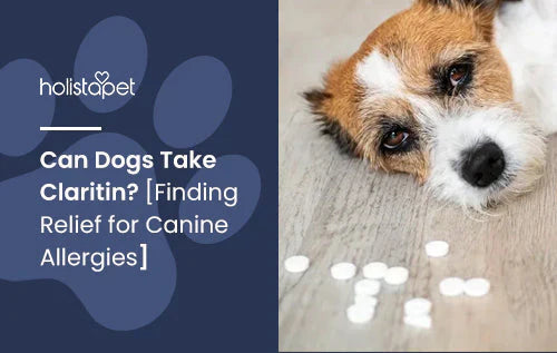 Can A Dog Take Claritin