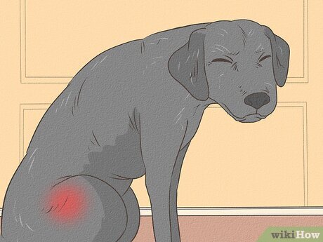 Can A 5-Month-Old Male Puppy Get A Female Dog Pregnant
