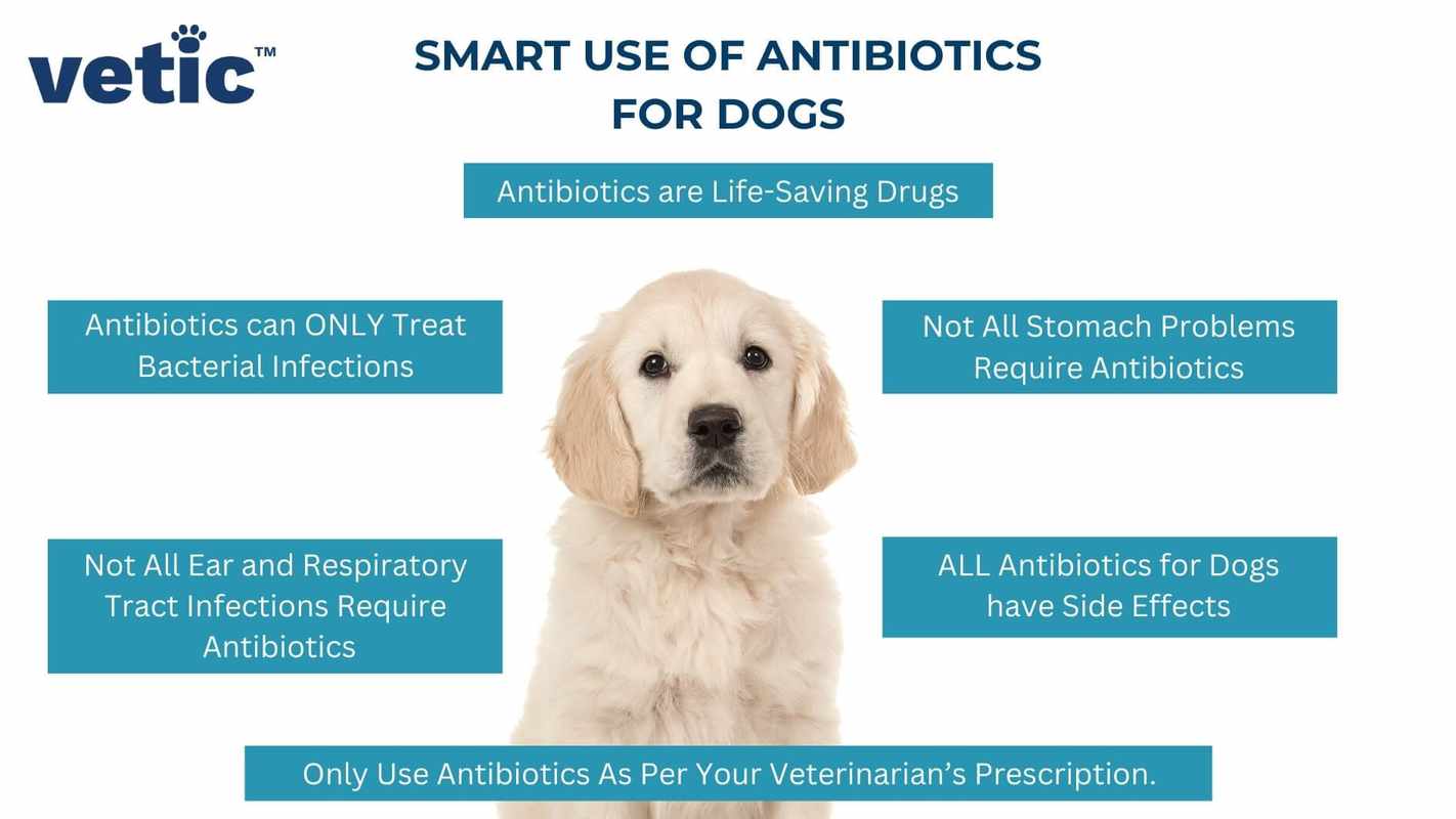 Can Antibiotics Cause Loss of Appetite in Dogs