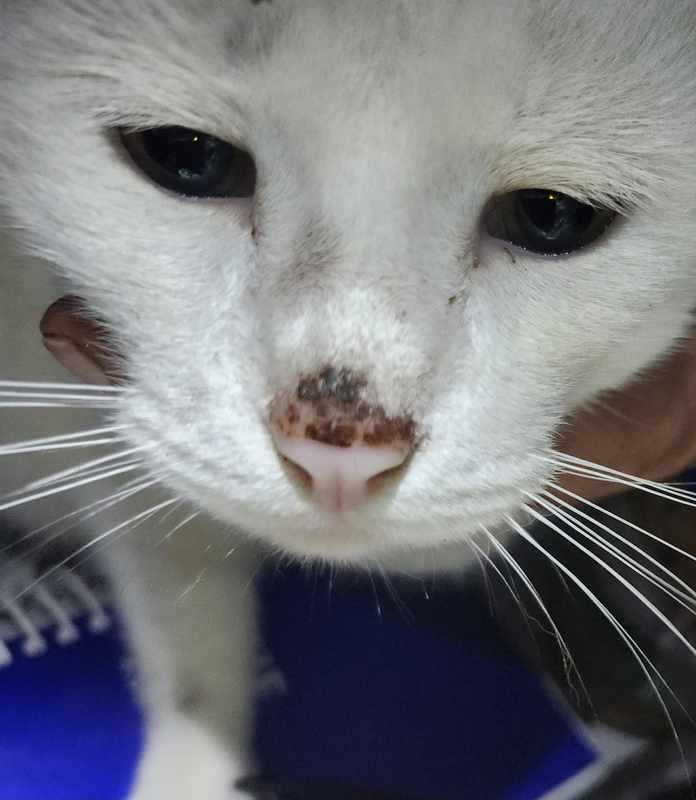 Can Cats Get Scabs on Their Nose