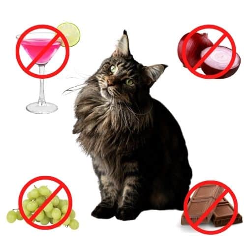 Can Cats Take Human Vitamins