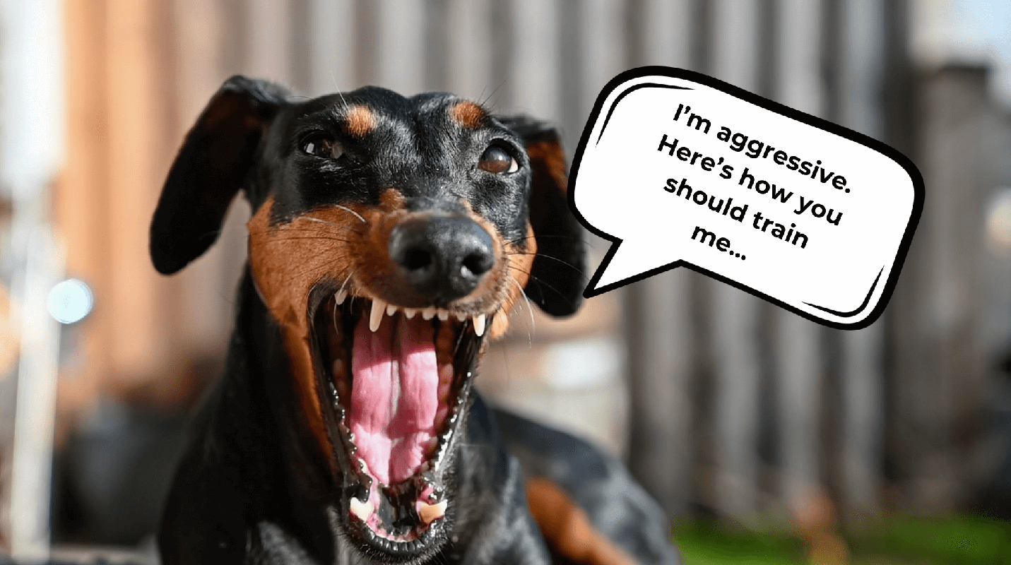 Can Crate Training a Dog Help Stop Dominant Behavior_