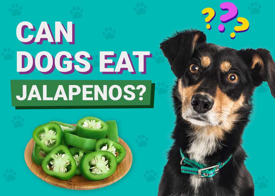 Can Dogs Eat Jalapeno Peppers