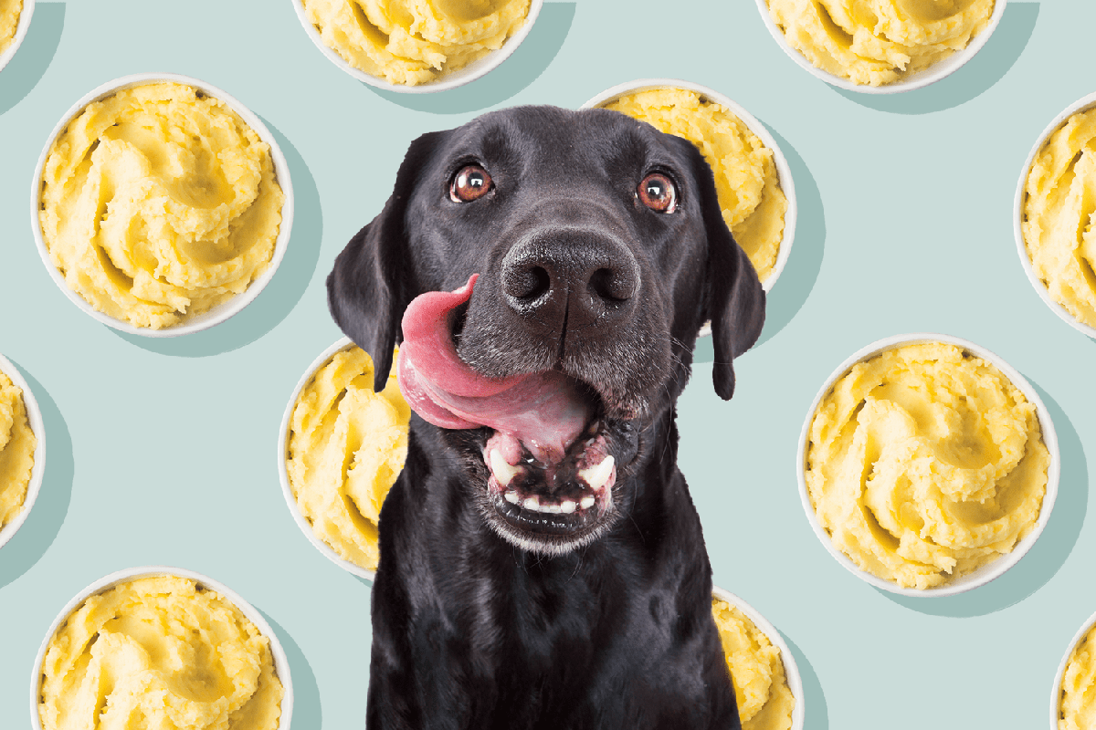 Can Dogs Eat Mashed Potatoes