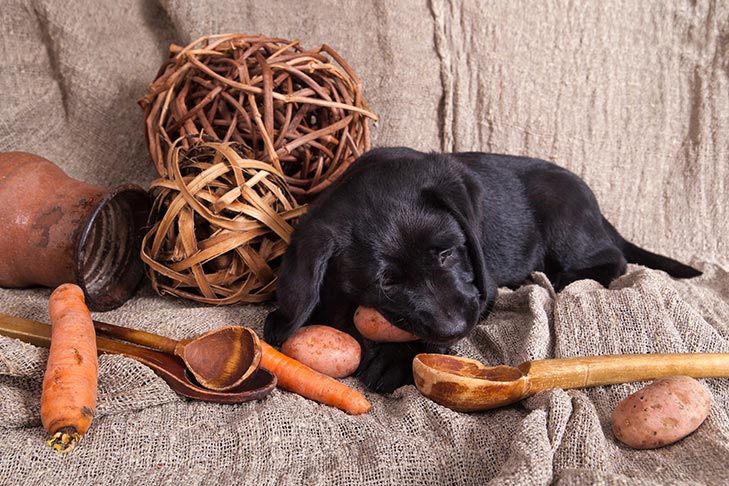 Can Dogs Eat Raw Potato