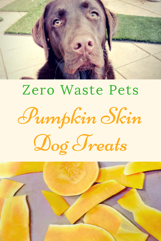 Can Dogs Eat the Skin of a Pumpkin