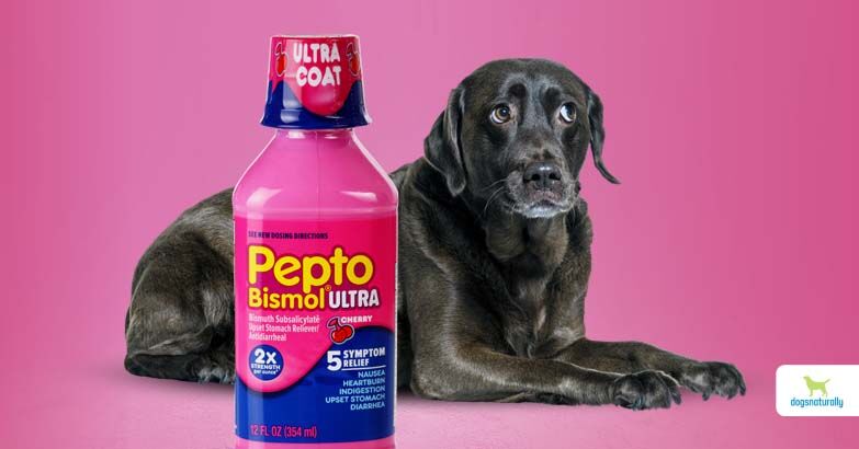 Can Dogs Have Pepto Bismol For Gas_