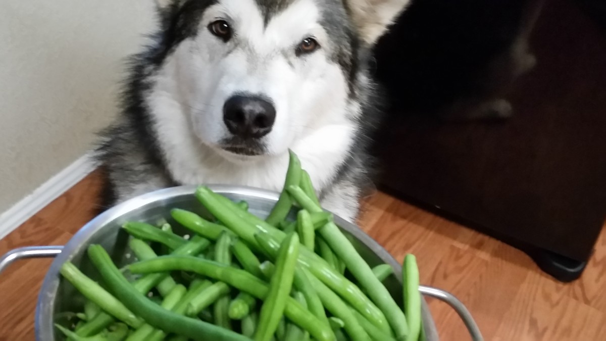 Can Dogs Have Raw Green Beans