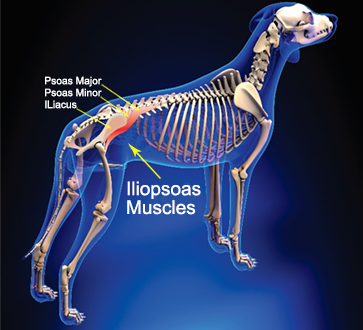 Can Dogs Pull Groin Muscles