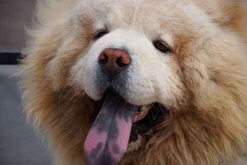 Can Dogs Take Aleve for Arthritis_