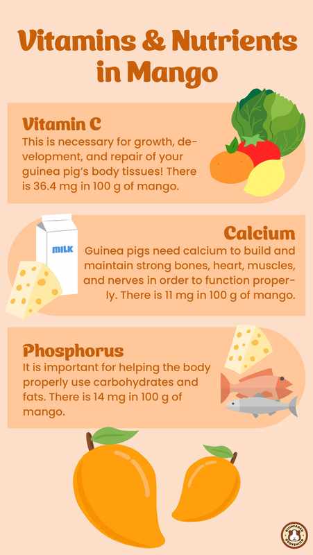 Can Guinea Pigs Eat Mangoes_