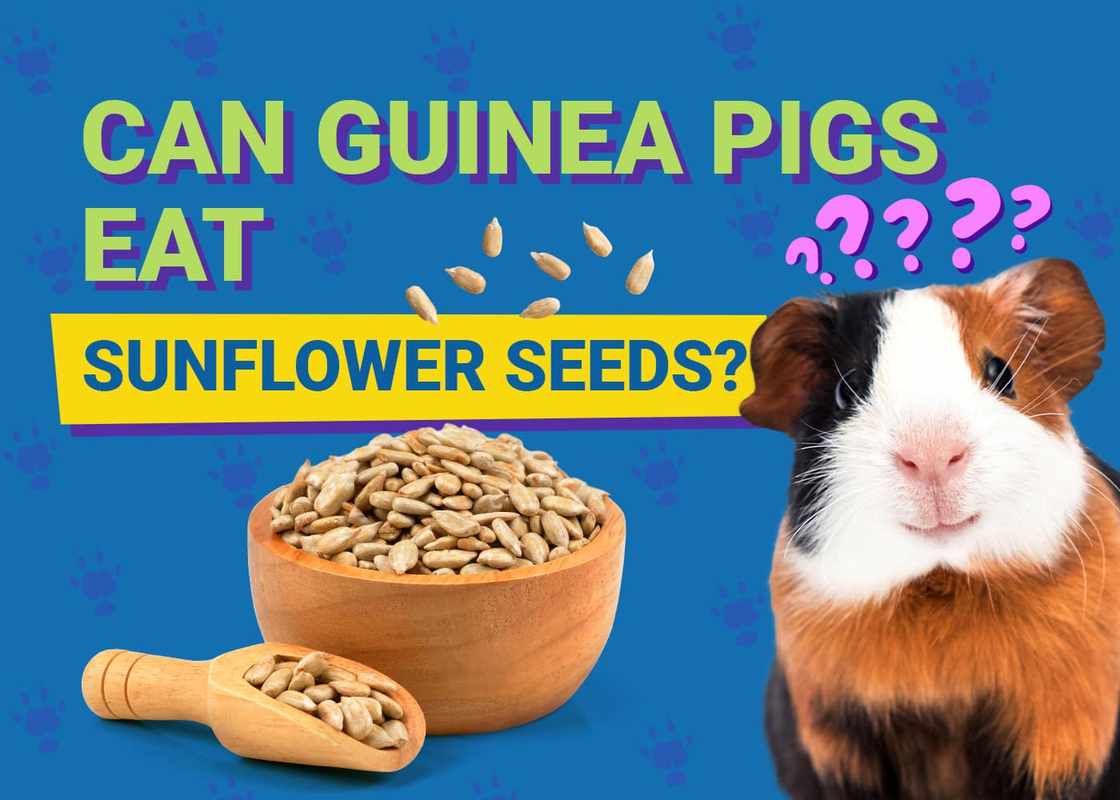 Can Guinea Pigs Eat Sunflower Seeds