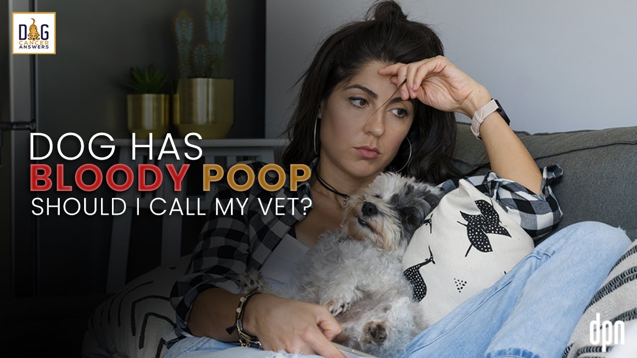 Can I Call My Vet for Advice