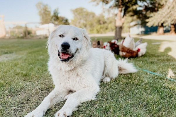 Can I Give My Dog Benefiber_