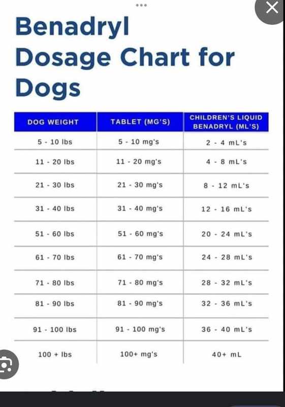 Can I Give My Dog Children_s Benadryl_
